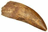 Bargain, Serrated, Carcharodontosaurus Tooth #270463-1